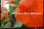 De Colores - chanté par Nana Mouskouri