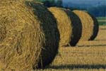 Blé dans un grenier