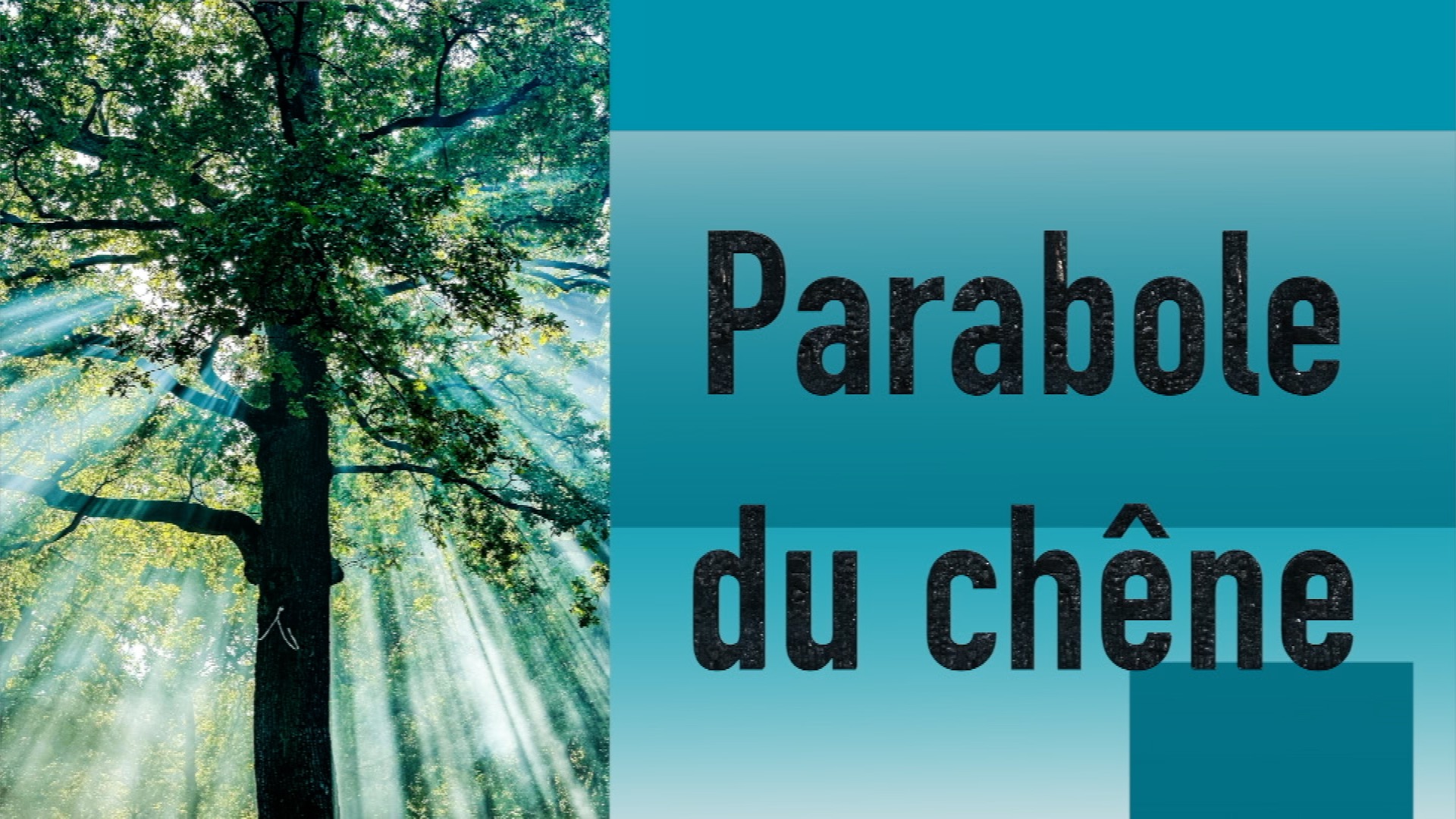 parabole du chêne