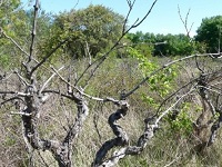 vigne abandonnée