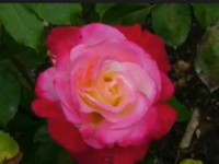 vidéo inspirante de la semaine